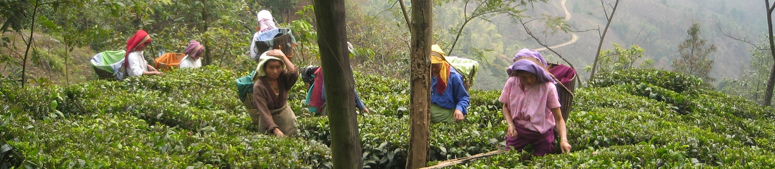 Darjeeling Tea - Ronnefeldt