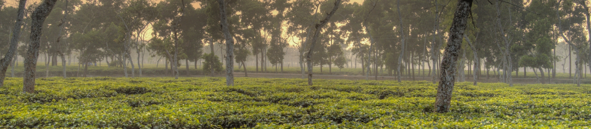 Assam Tea - Ronnefeldt