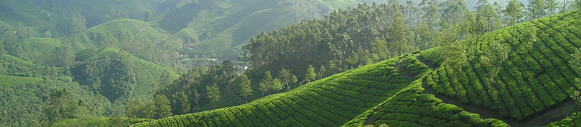 Ceylon (Sri Lanka) Tea - Ronnefeldt