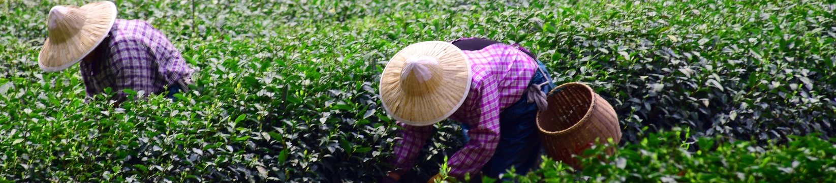 Chinese Black Tea - Ronnefeldt