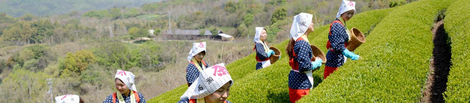 Japanese Green Tea - Cup of Tea