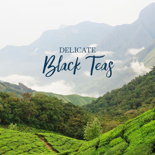 Darjeeling Teas in Short Supply