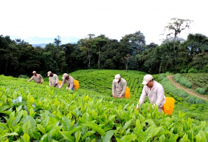 Colombian Teas