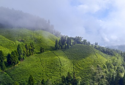 First Flush Darjeeling Teas