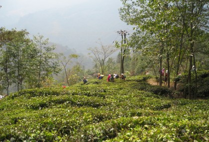 Darjeeling First Flush