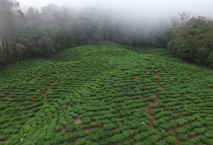 Colombian Green Tea