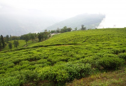 Darjeeling First Flush Organic Teas