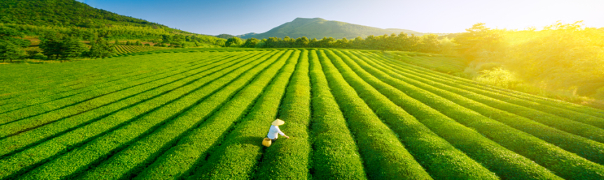 What Makes a Tea High Quality? A Guide to Premium Loose-Leaf Teas