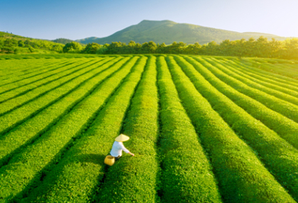 What Makes a Tea High Quality? A Guide to Premium Loose-Leaf Teas