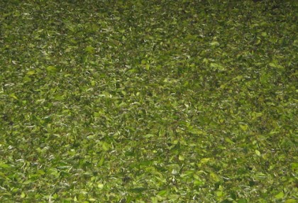 MAKING THE GRADE - TEA GRADING EXPLAINED 