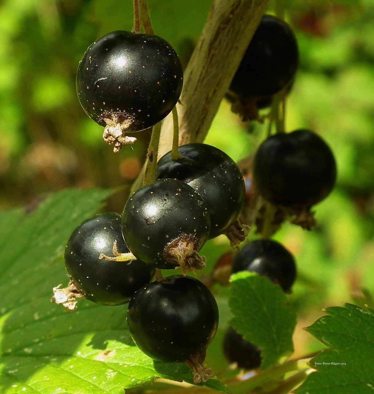 Blackcurrants