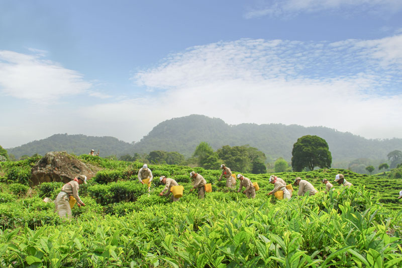 Colombian Tea Pickers