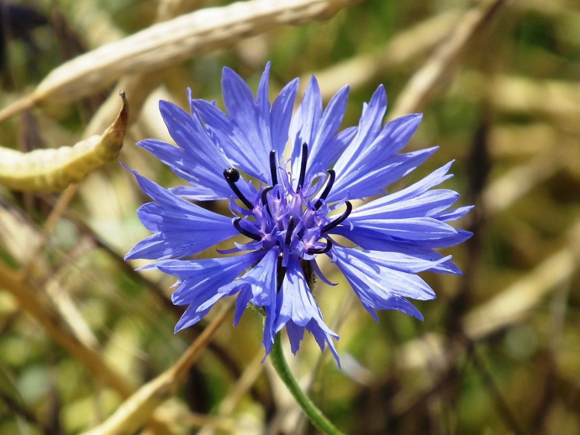 cornflower