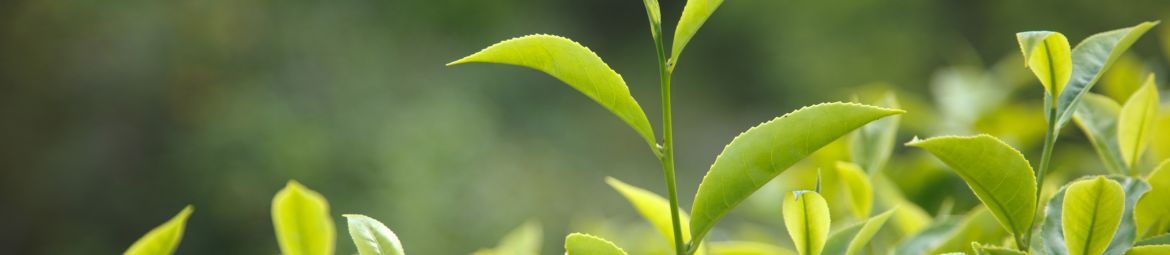 Tea leaves