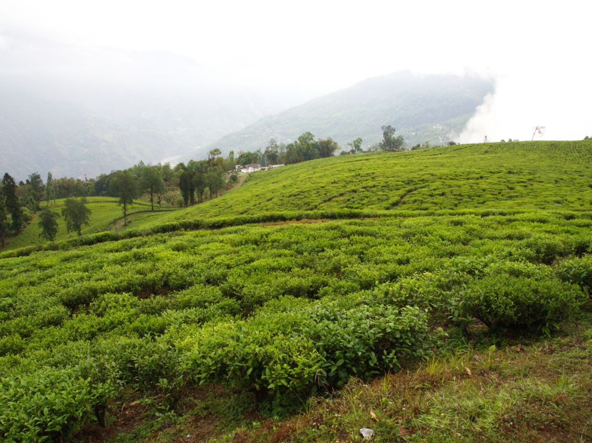 Darjeeling, India