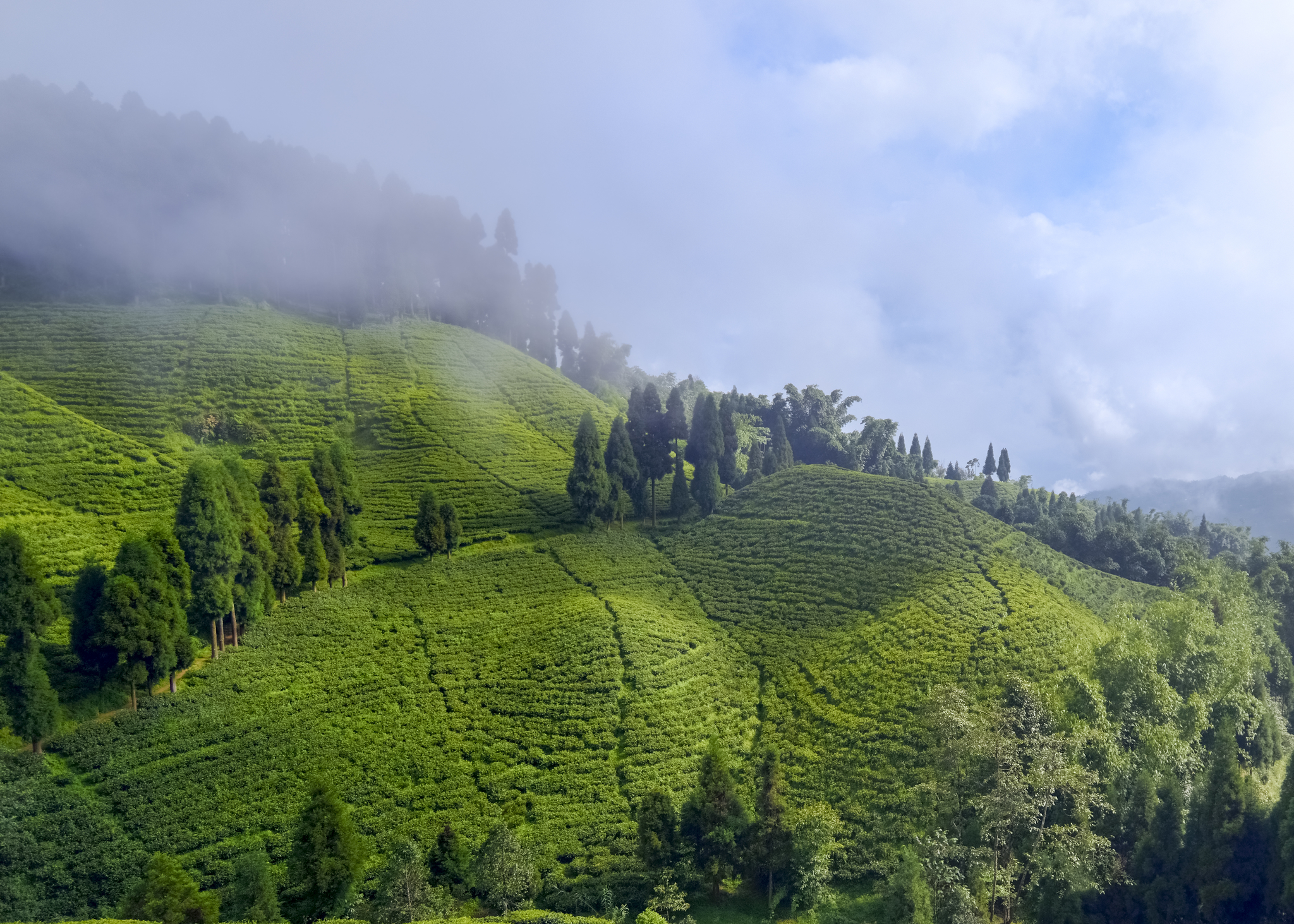 NEW Darjeeling First Flush Tea