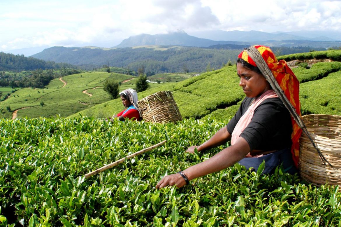 Darjeeling Tea Pickers