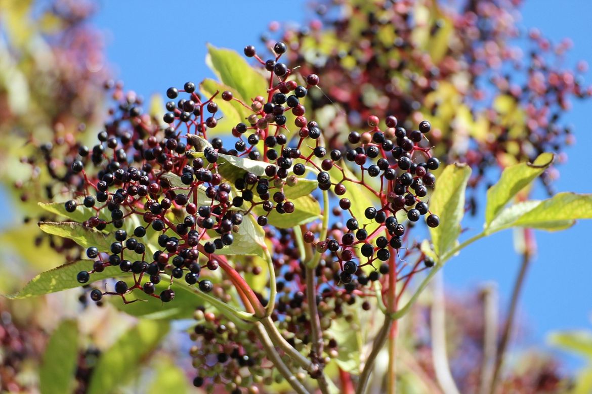 elderberry