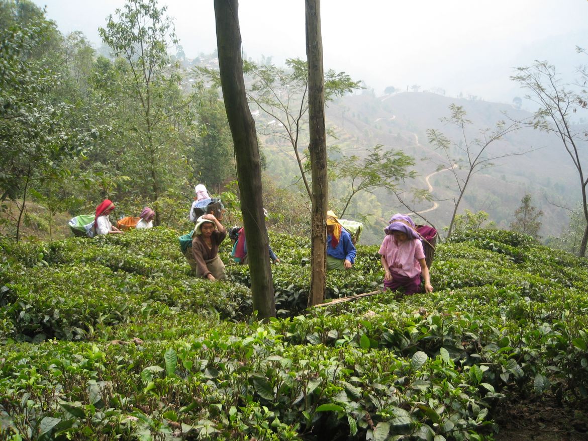 Darjeeling Tea Garden tea pickers