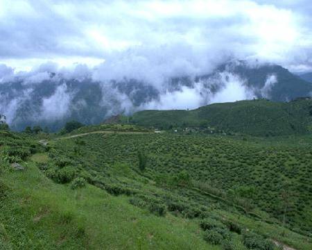 Darjeeling Tea Garden